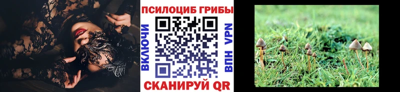 Псилоцибиновые грибы Cubensis  Купить  Мглин 